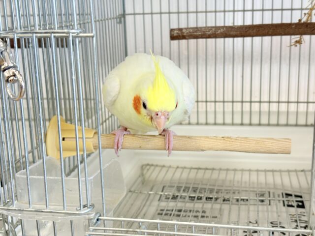 オカメインコ