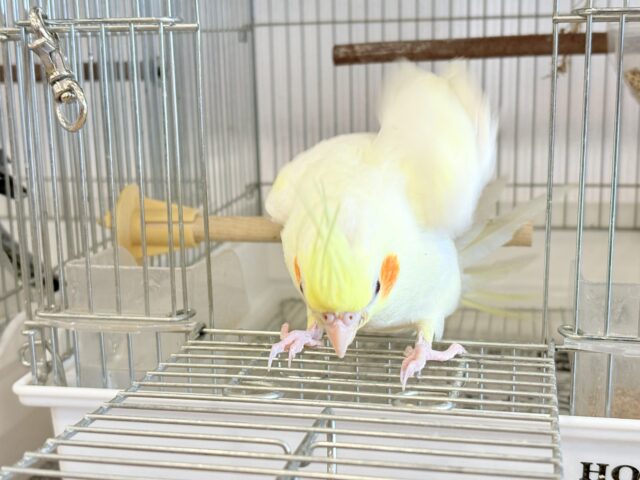 オカメインコ