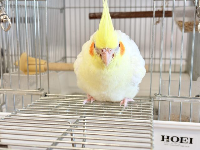 オカメインコ