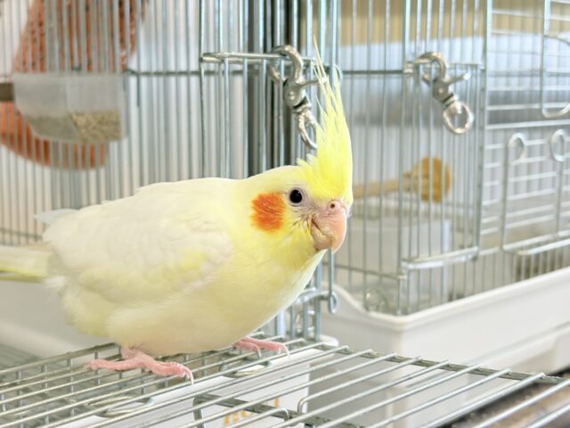 オカメインコ