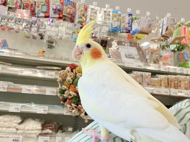 オカメインコ
