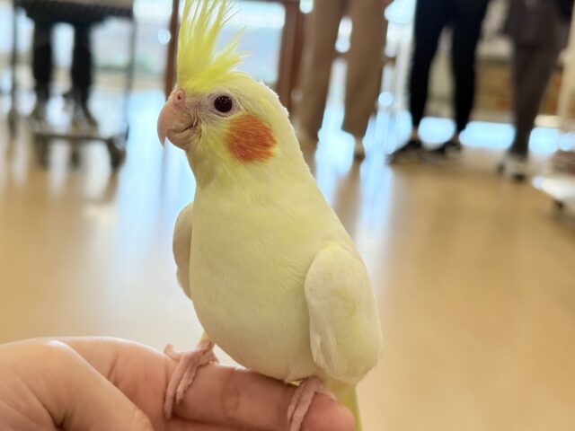 オカメインコ