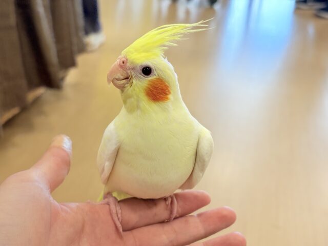 オカメインコ
