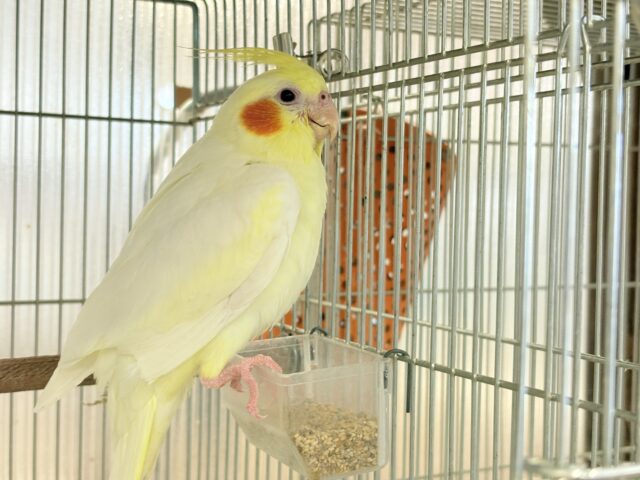 オカメインコ