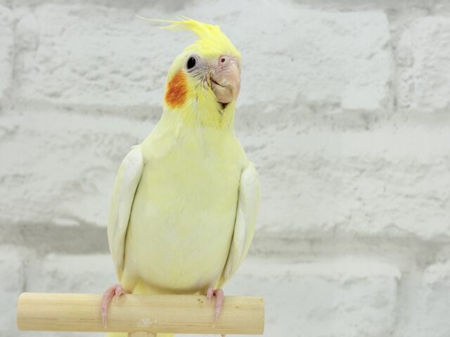 オカメインコ