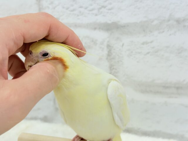 オカメインコ