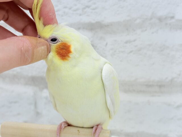 オカメインコ