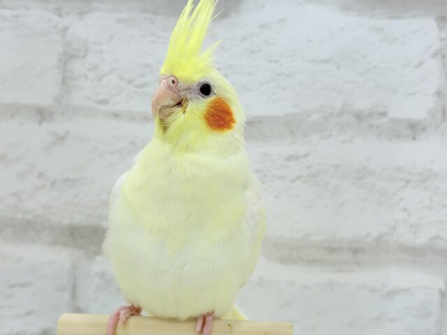 オカメインコ
