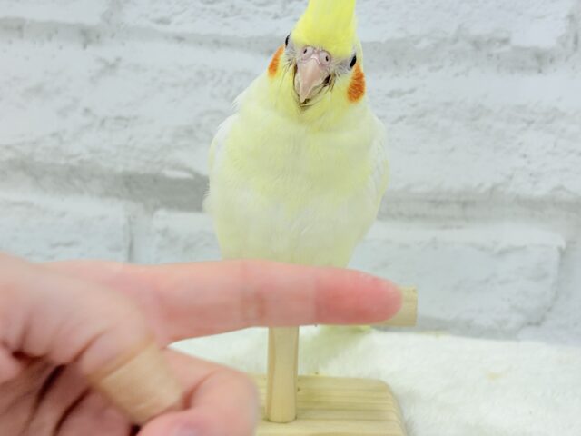 オカメインコ
