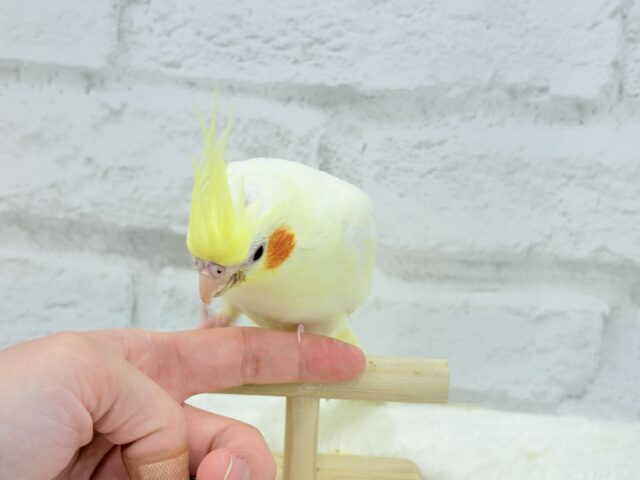 オカメインコ