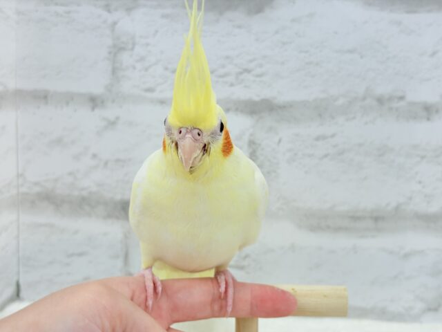 オカメインコ