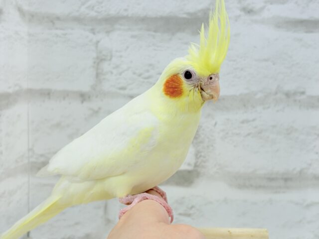 オカメインコ