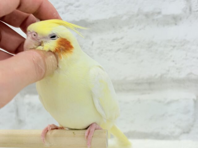 オカメインコ