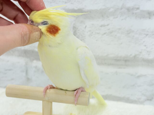 オカメインコ
