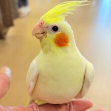 【最新画像更新🪄】甘々🧁レモンチーズケーキみたい😋💖オカメインコ(ルチノー) ヒナ