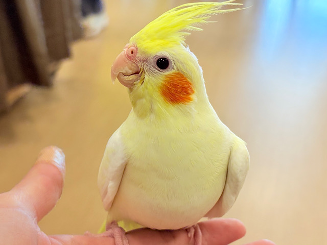 【最新画像更新🪄】甘々🧁レモンチーズケーキみたい😋💖オカメインコ(ルチノー) ヒナ