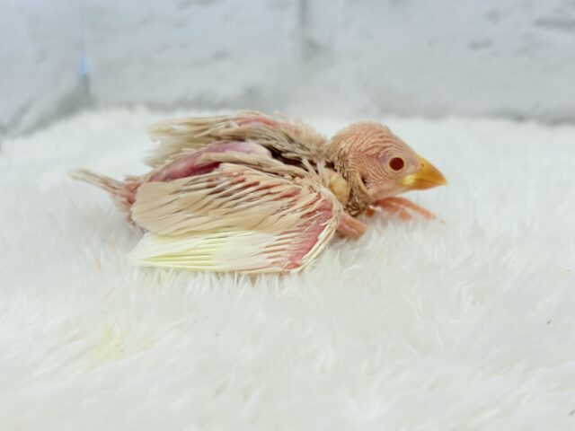 シルバー文鳥