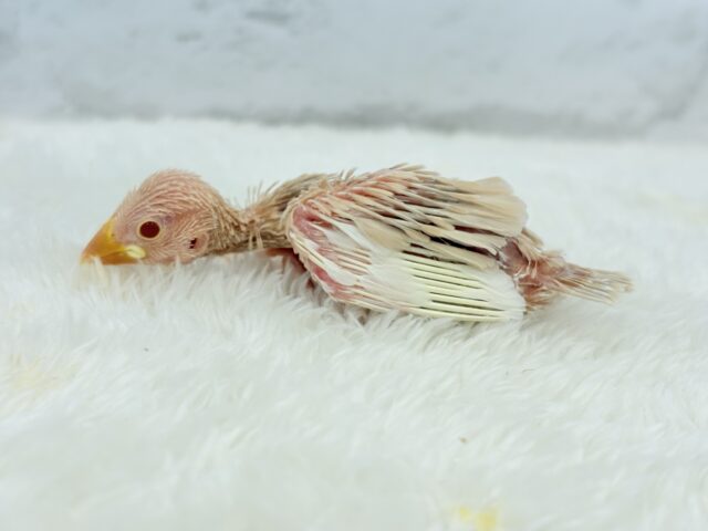 シルバー文鳥