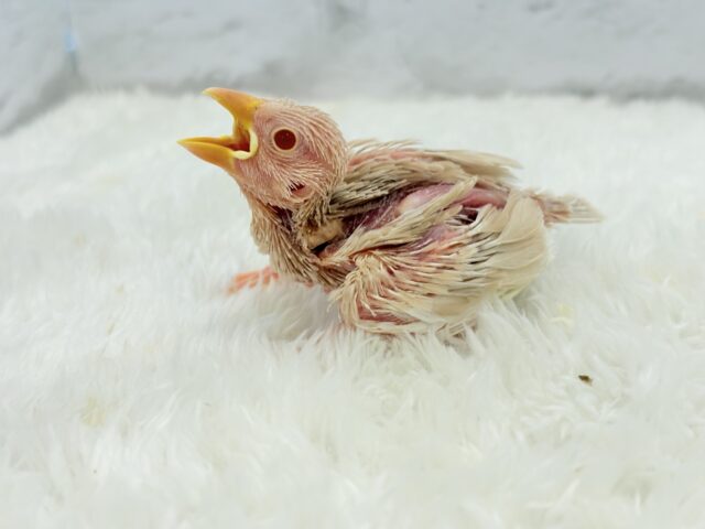 シルバー文鳥
