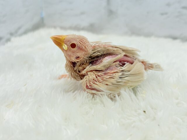 シルバー文鳥