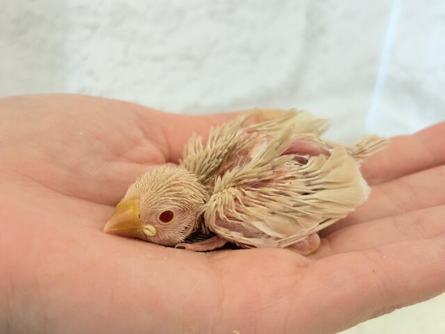 シルバー文鳥