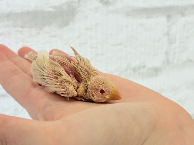 シルバー文鳥