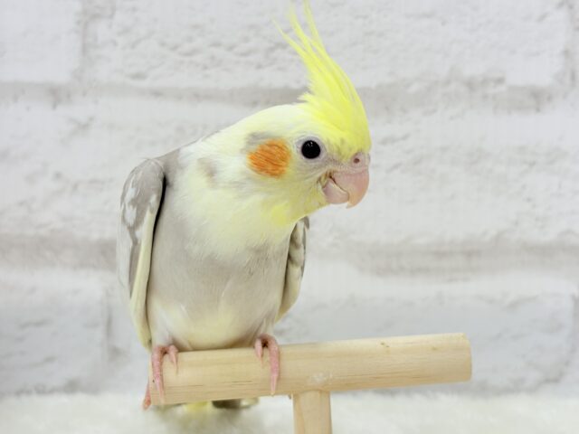 オカメインコ