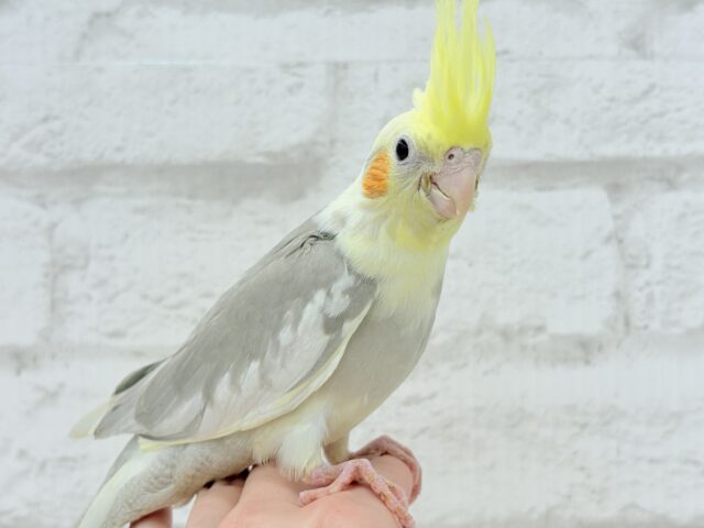 オカメインコ