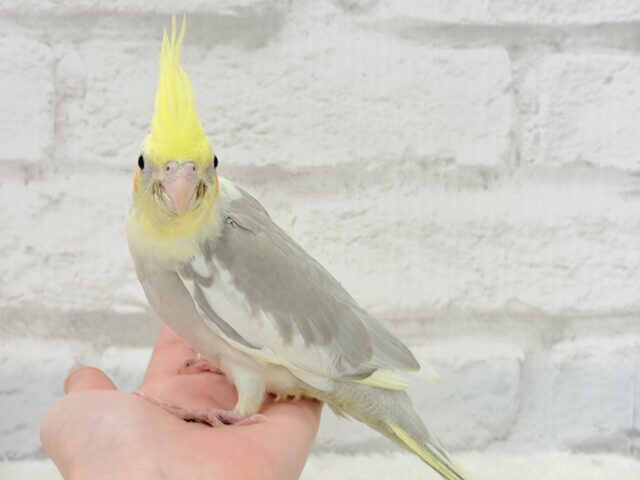 オカメインコ