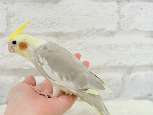 オカメインコ