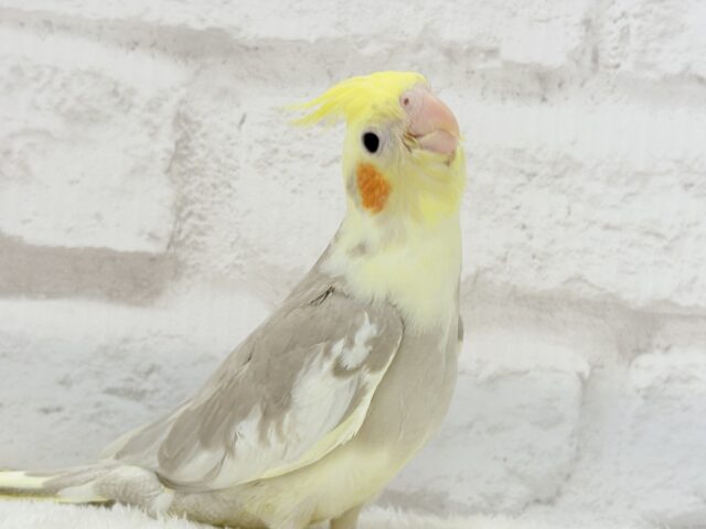 オカメインコ