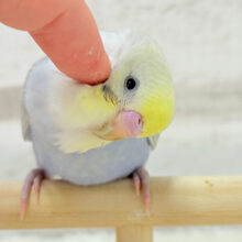 【最新画像更新🪄】可愛い子みーっけたっ！！！セキセイインコ(パステルレインボー) ヒナ