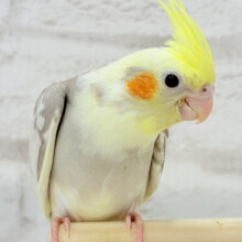 【最新画像更新🪄】みつめてください。。。　ねっ？？　オカメインコ　シナモンパイド～～