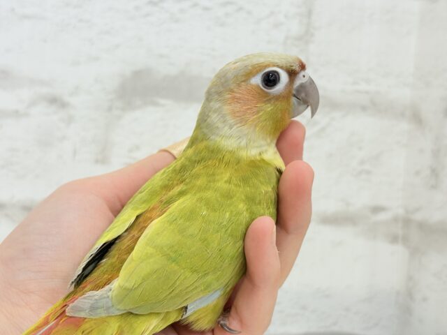 ホオミドリウロコインコ