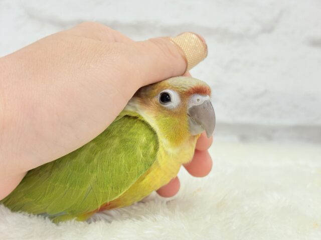 【​限​定​販​売​】 動画更新🪄】可愛さ天下一品🐥💘ウロコインコ(ダイリュート) ヒナ ワンピース