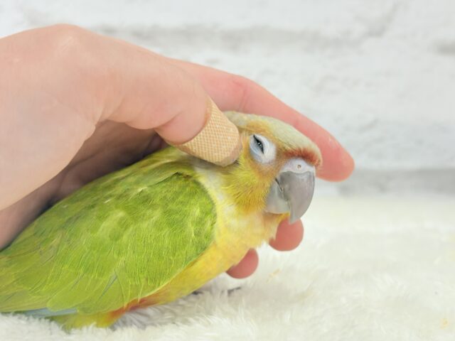 ホオミドリウロコインコ