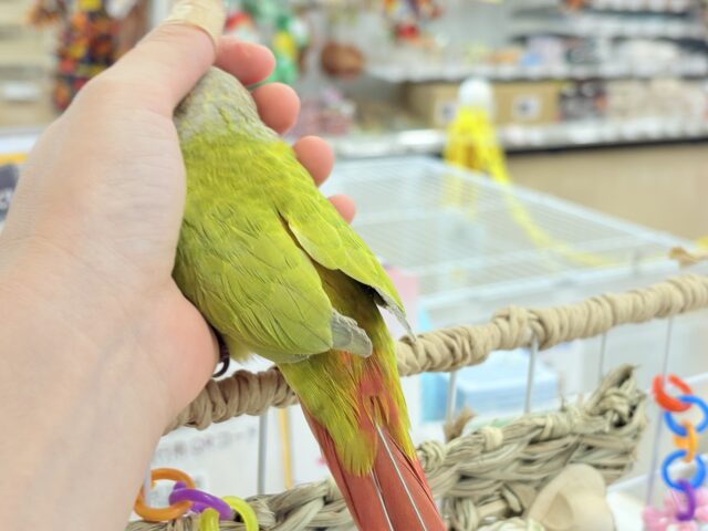 ホオミドリウロコインコ