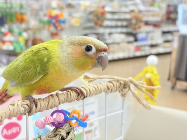 ホオミドリウロコインコ