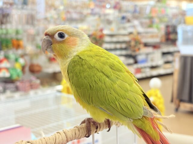 ホオミドリウロコインコ