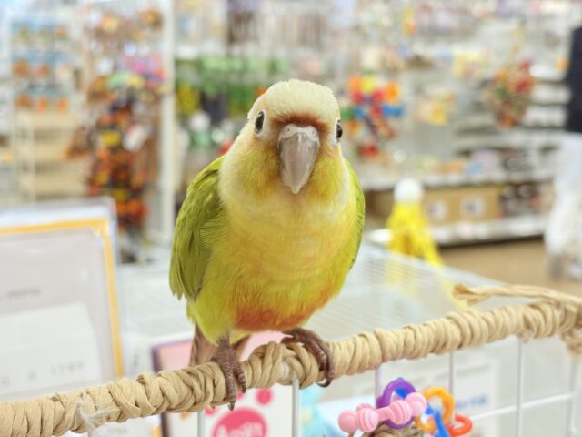 ホオミドリウロコインコ