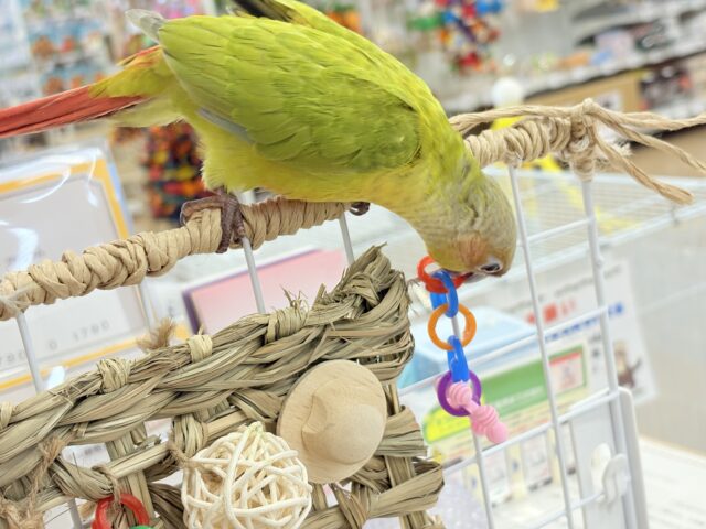 ホオミドリウロコインコ