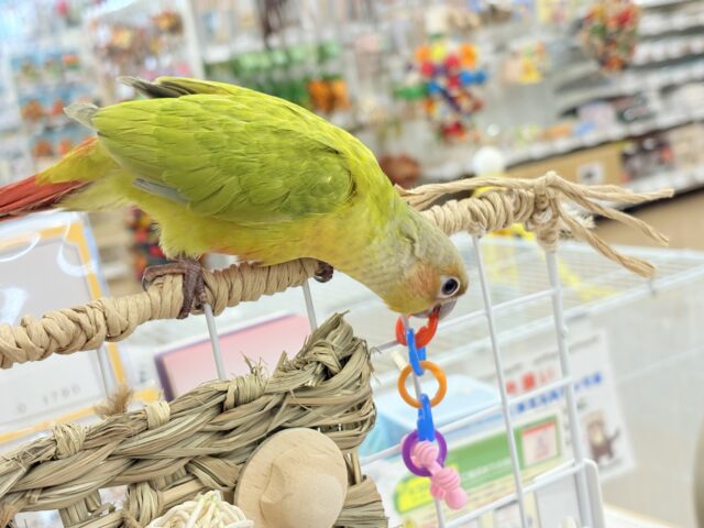 ホオミドリアカオウロコインコ - Wikipedia