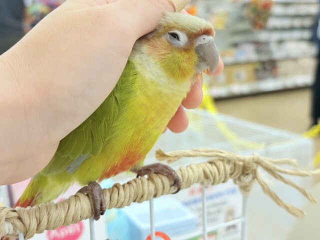 ホオミドリウロコインコ
