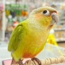 【最新画像・動画更新🪄】可愛さ天下一品🐥💘ウロコインコ(ダイリュート) ヒナ