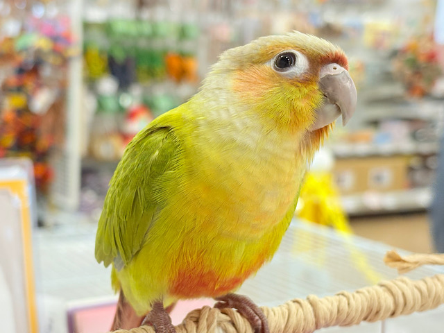 【動画更新🪄】可愛さ天下一品🐥💘ウロコインコ(ダイリュート) ヒナ