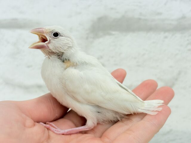 シルバーイノ文鳥