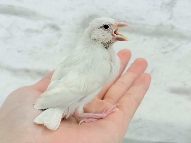 シルバーイノ文鳥