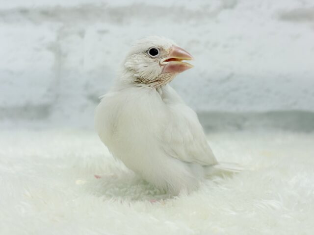 シルバーイノ文鳥