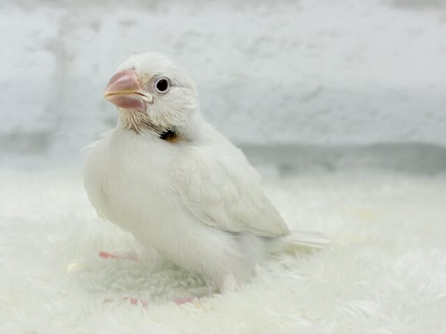 シルバーイノ文鳥