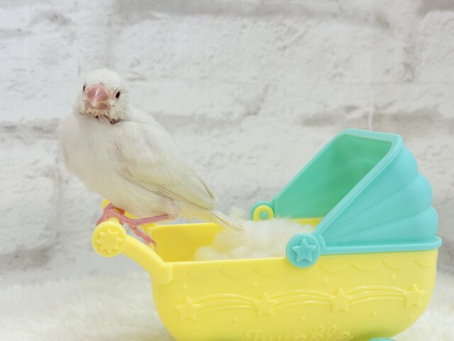 シルバーイノ文鳥
